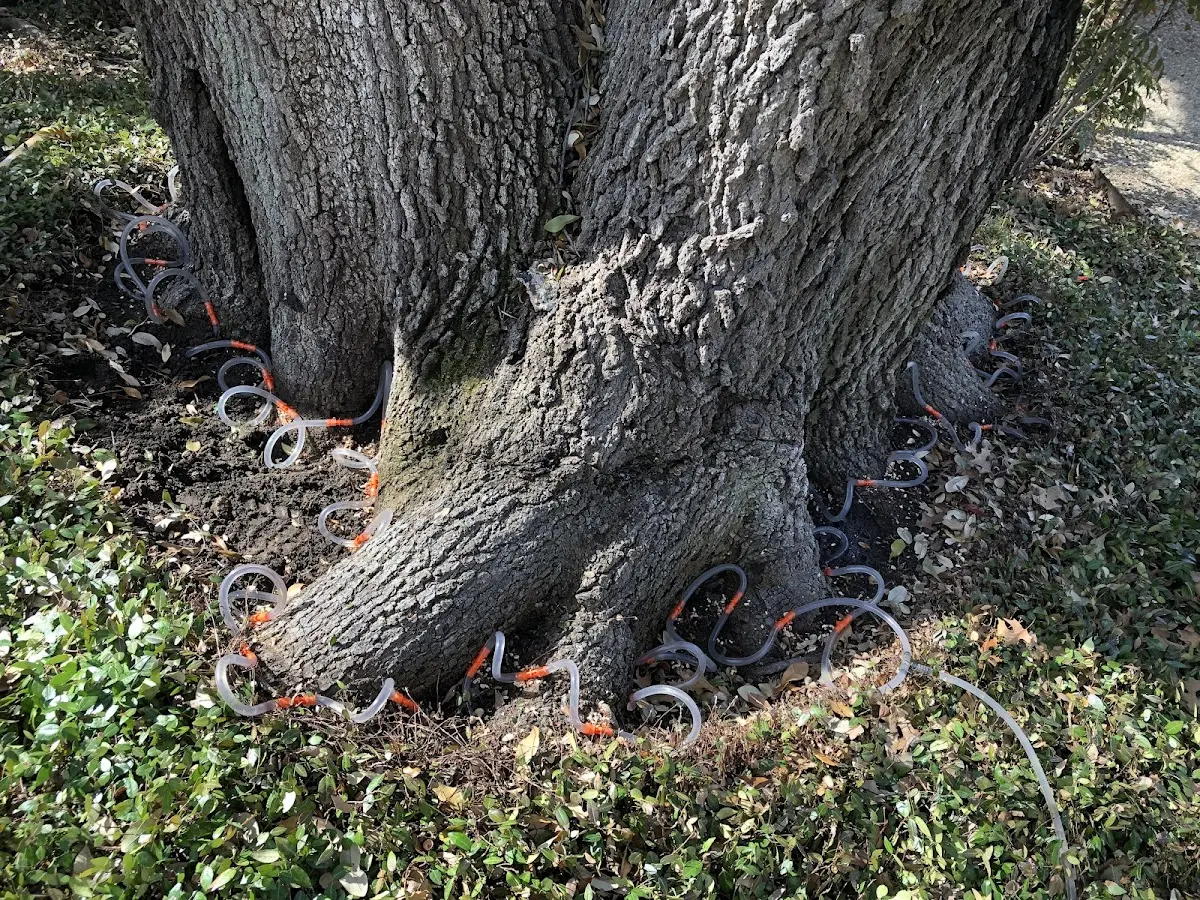 Detailed Tree Cabling and Bracing job site in South San Francisco