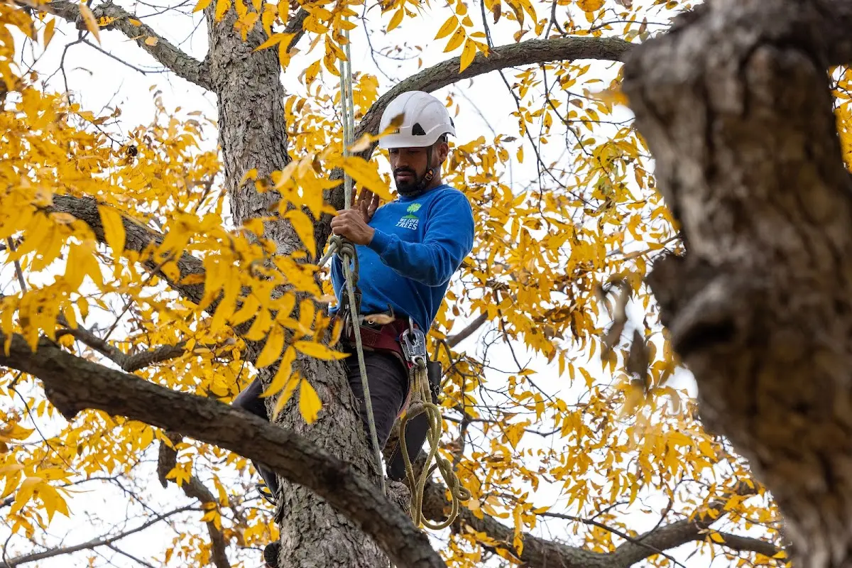 Skilled Tree Pruning crew working in South San Francisco