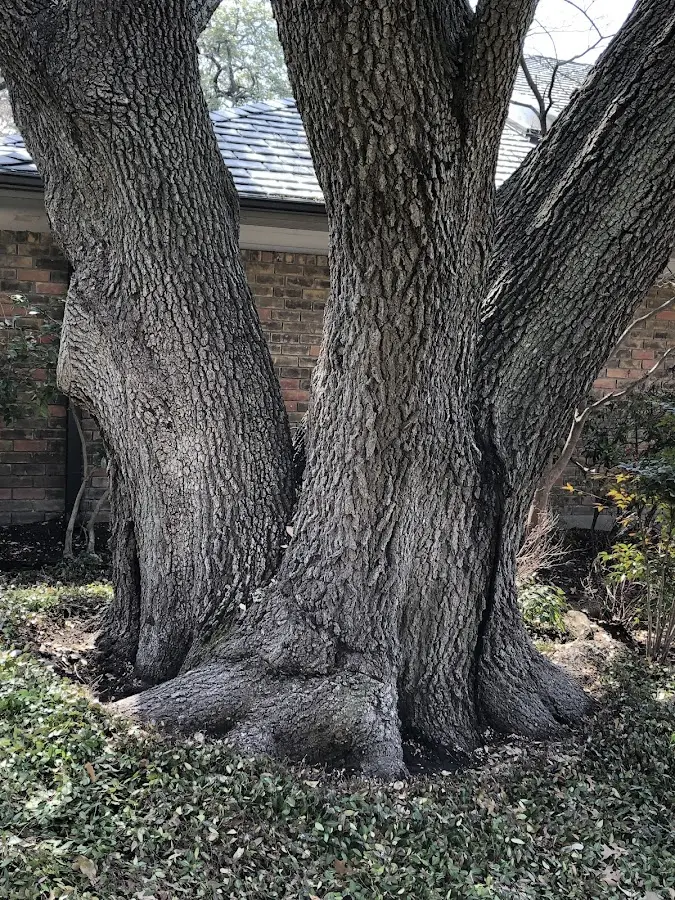 Mature heritage tree close to a South San Francisco property cared for by certified arborists